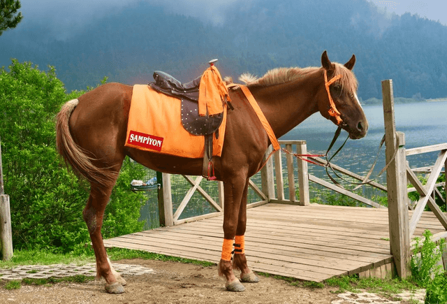 Race Night Sponsor
